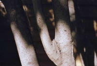 http://www.virguleflottante.com/files/gimgs/th-65_LesFourmis (37).jpg